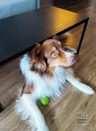 Zakázkový konferenční stolek s kamennou deskou a ocelovým podnožím, oblíbené místo čtyřnohého miláčka.